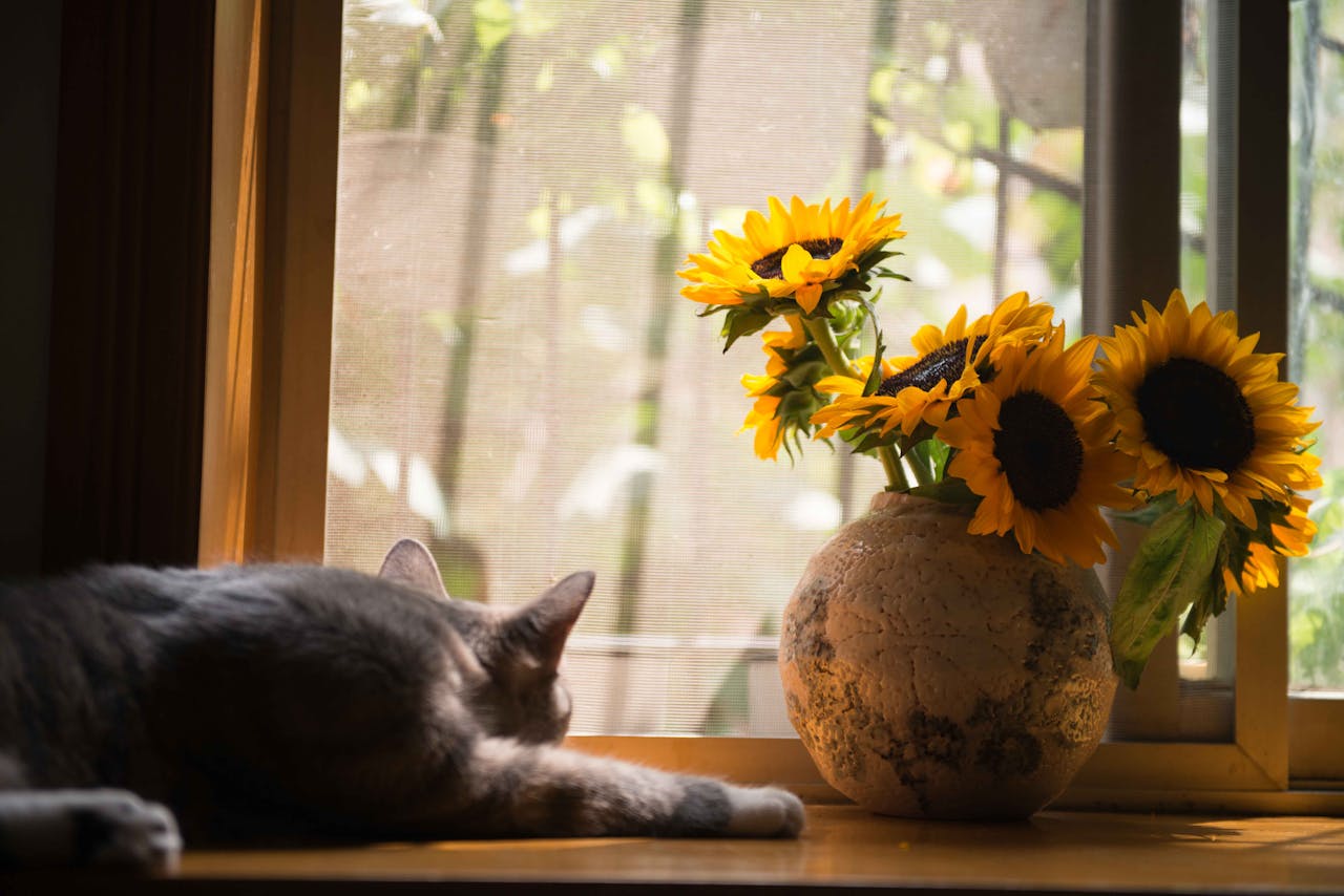 creative-03 A sleeping cat and vibrant sunflowers bathed in sunlight on a windowsill.